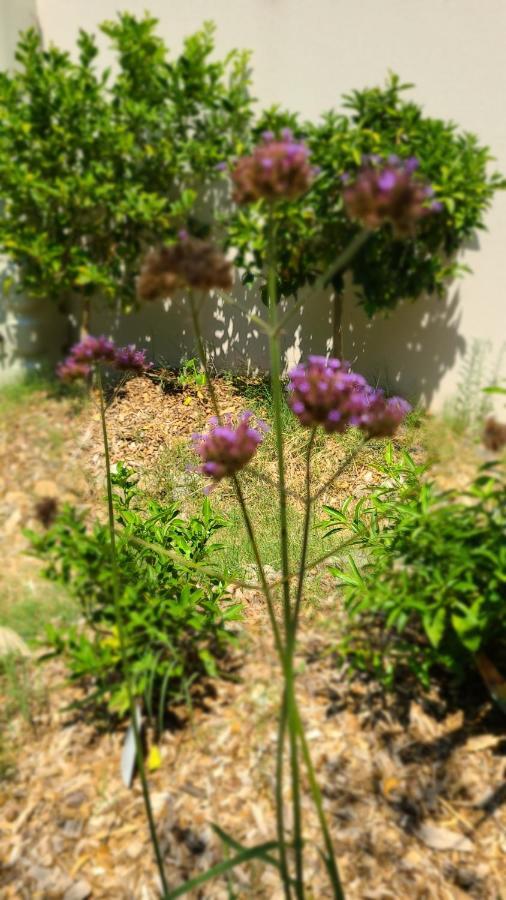 Chez Nous Dans Notre Petit Jardin Διαμέρισμα Μονπελιέ Εξωτερικό φωτογραφία
