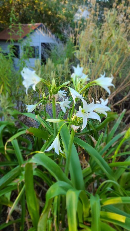 Chez Nous Dans Notre Petit Jardin Διαμέρισμα Μονπελιέ Εξωτερικό φωτογραφία